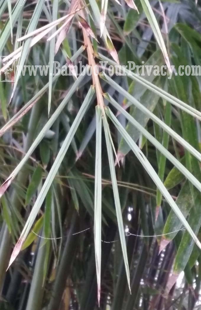 Bamboo Needs Water